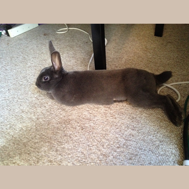 Photo of Pancake