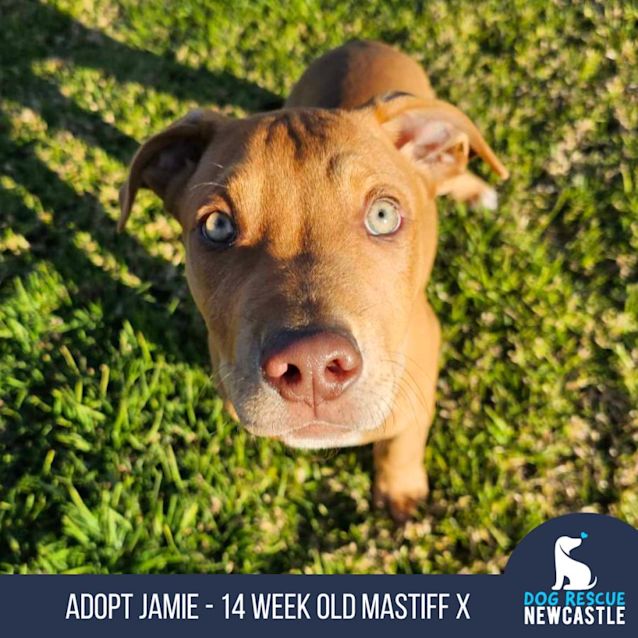 Photo of Jamie   14 Week Old Mastiff X