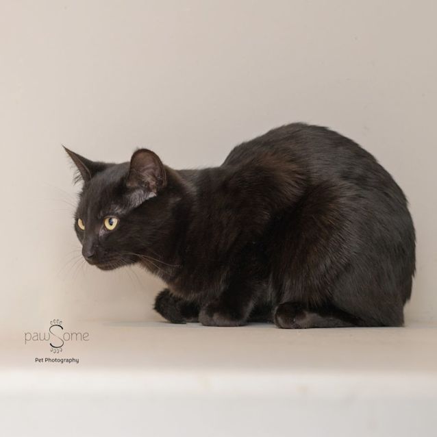 Photo of Hai Wah **2nd Chance Cat Rescue**