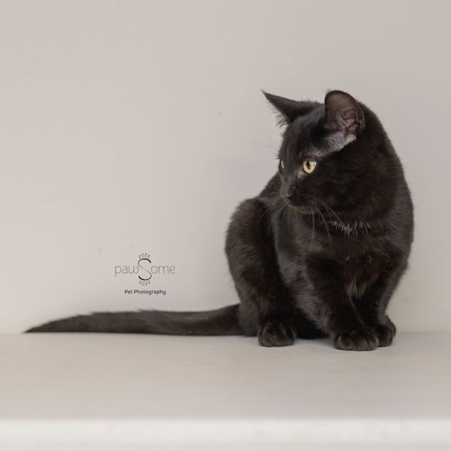 Photo of Hai Wah **2nd Chance Cat Rescue**