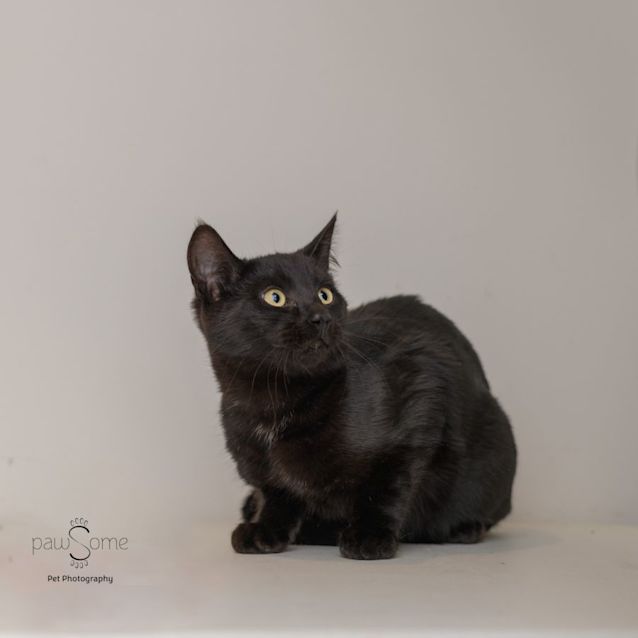 Photo of Hai Wah **2nd Chance Cat Rescue**