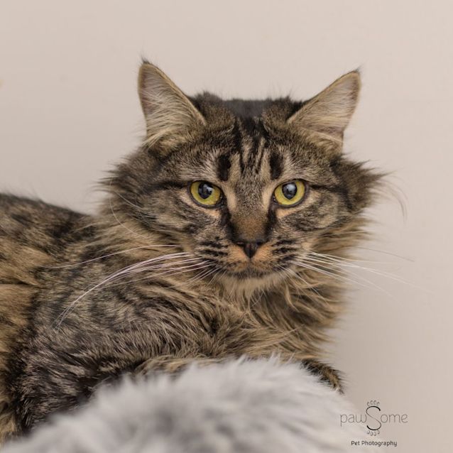 Photo of Wiley **2nd Chance Cat Rescue**
