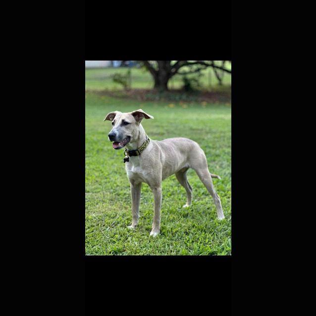 Photo of Latte