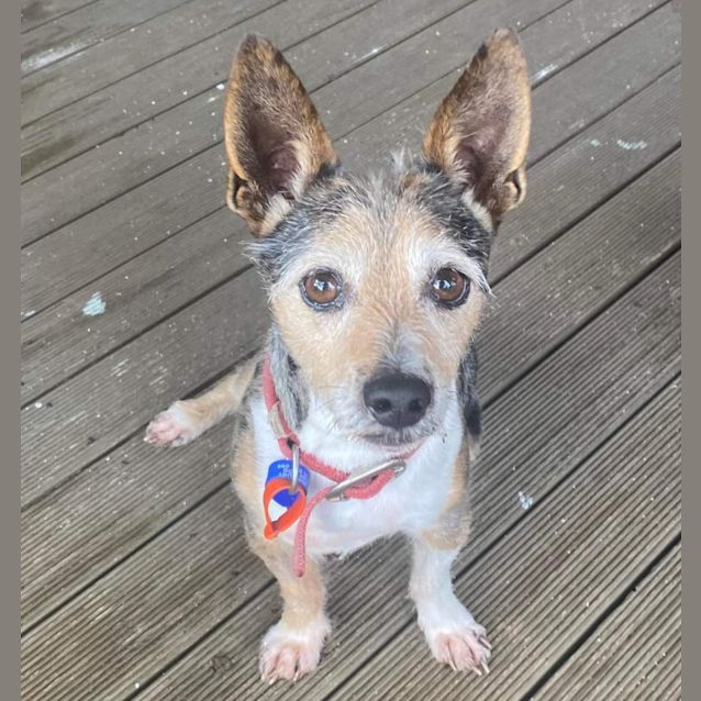 Photo of Baxter