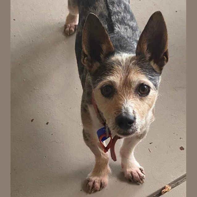 Photo of Baxter