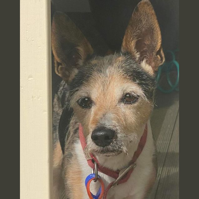 Photo of Baxter