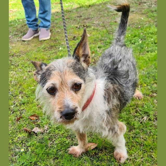 Photo of Baxter