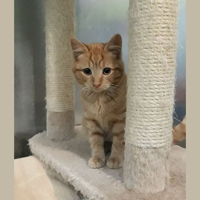 Photo of Gingie