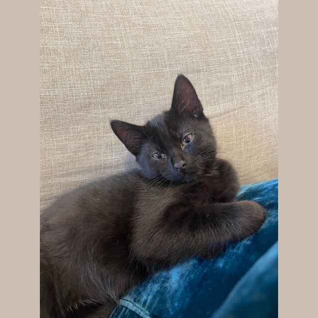 Photo of Maurizio   Located In Preston