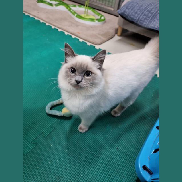Photo of Calypso