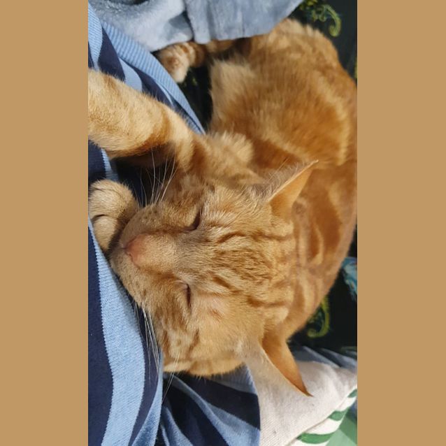 Photo of Chunky
