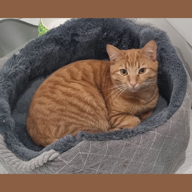 Photo of Crunchie