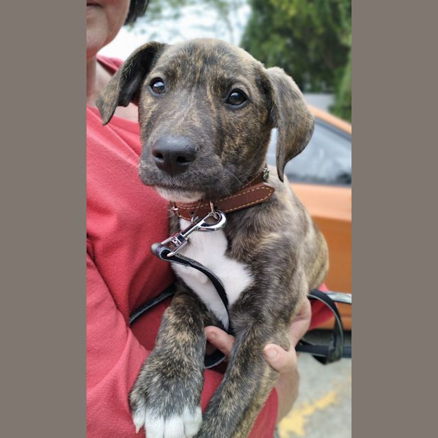 Photo of D867 Norman