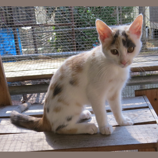 Photo of Speckles