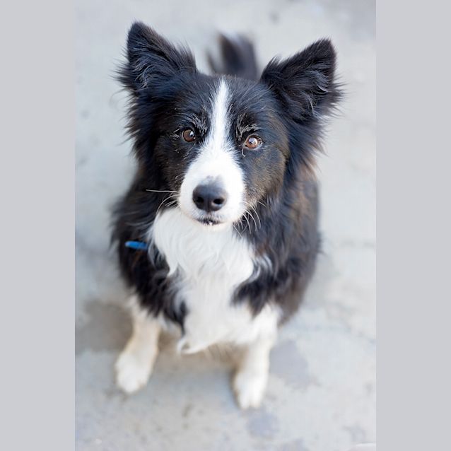 Photo of Blaze