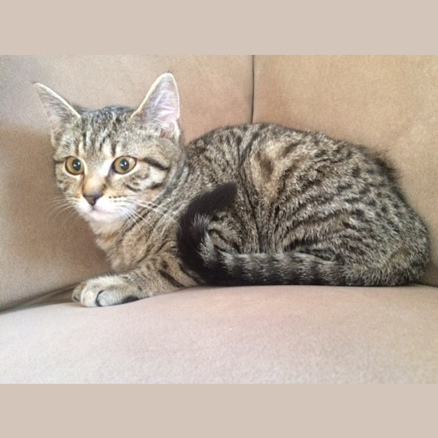 Photo of Blossom