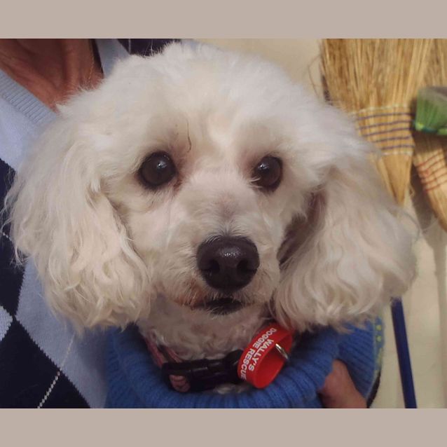 Photo of Lola