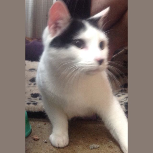 Photo of Felix