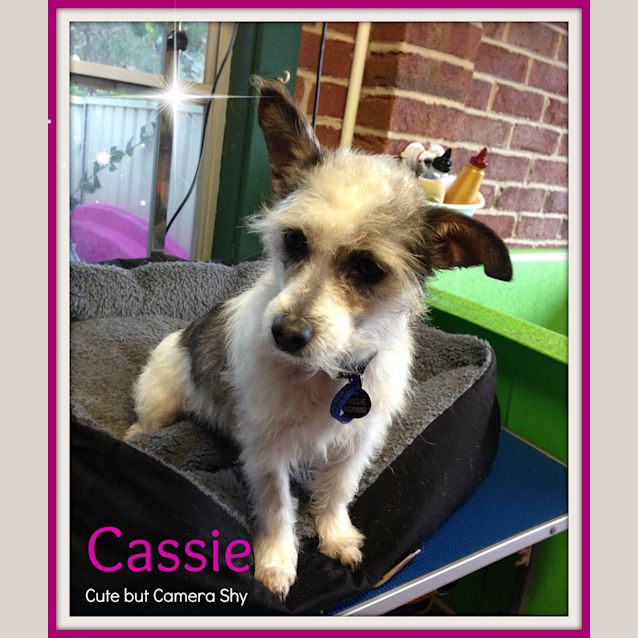 Photo of Cassie ~ Wire Hair Jack Russell (On Trial 25/8/15)
