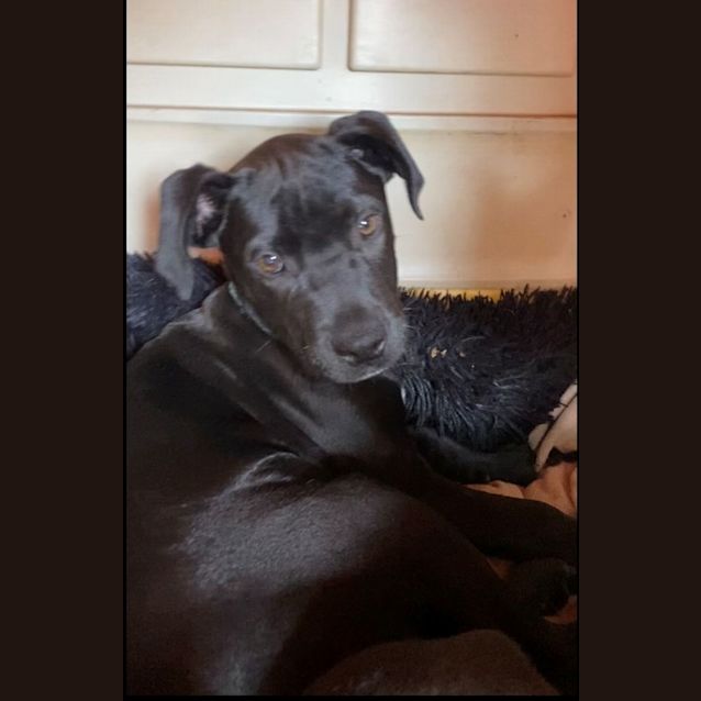 Photo of D874 Skipper