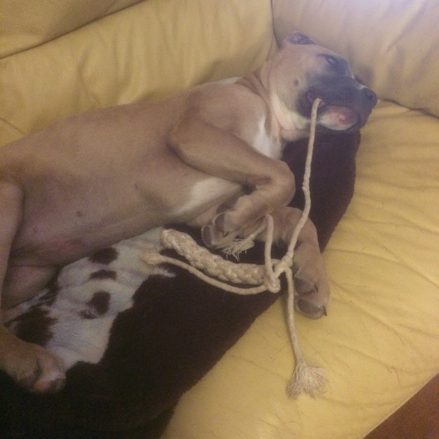 Photo of Silvie   Adoption Pending