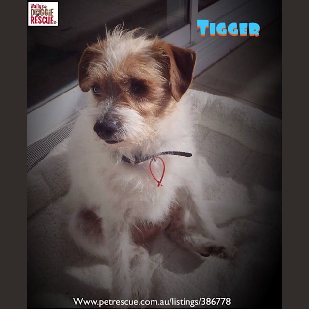 Photo of Tigger