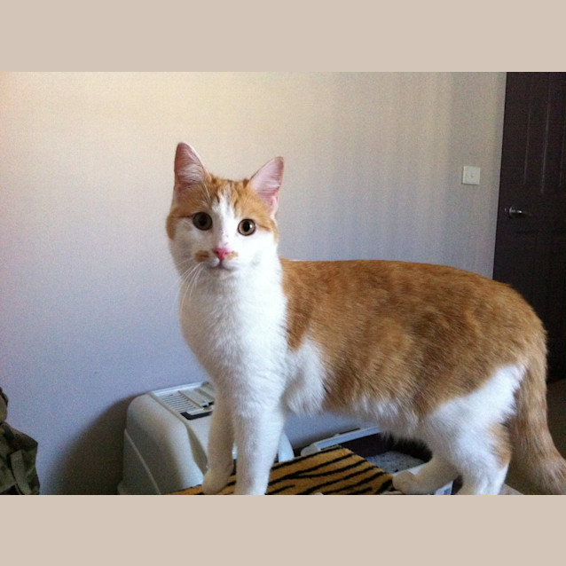 Photo of Chico