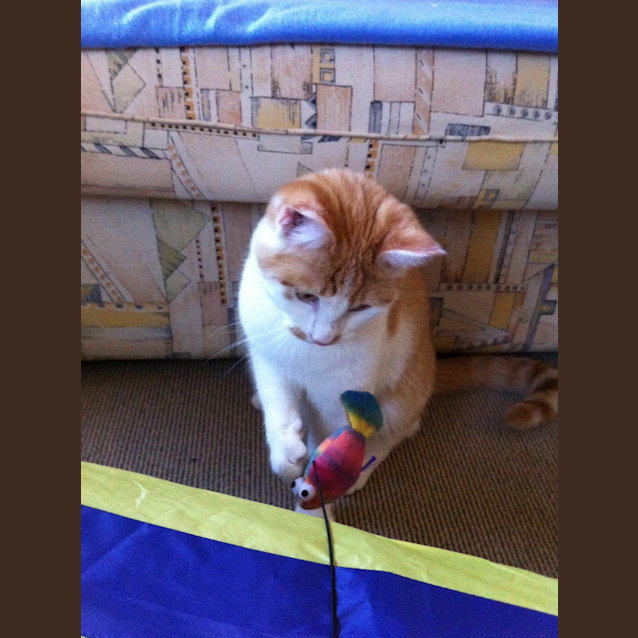 Photo of Chico