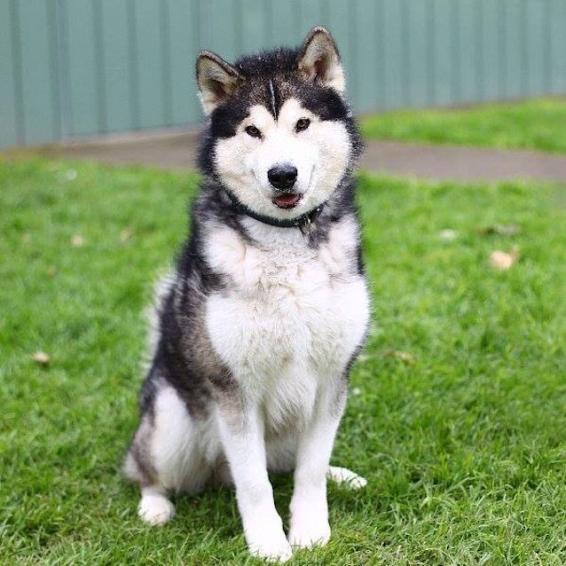 Photo of Harley