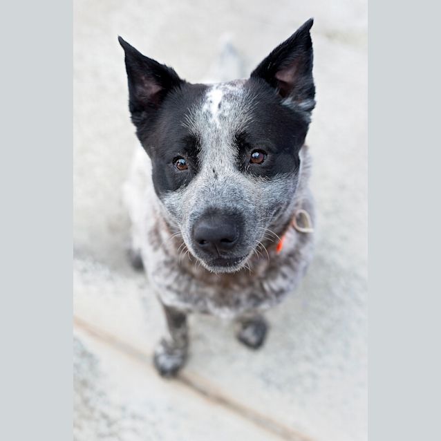 Photo of Bruno