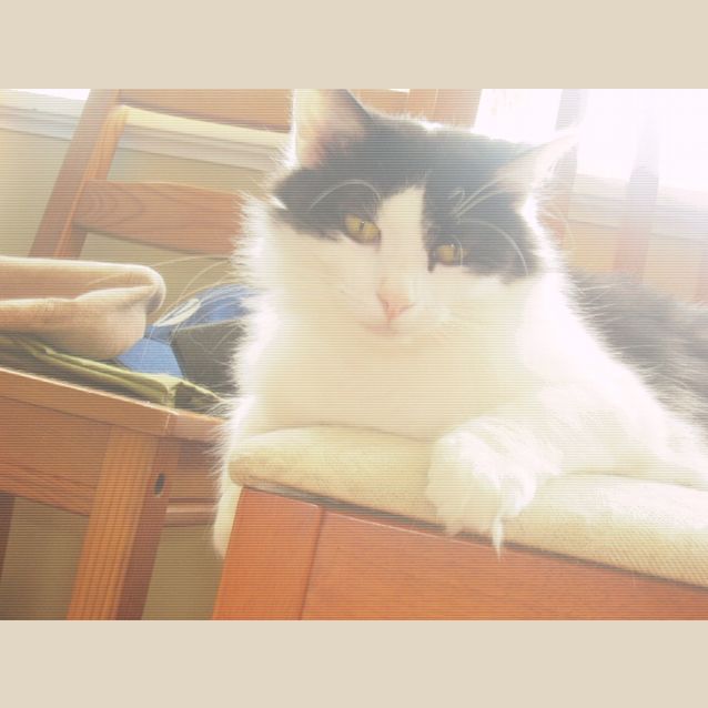 Photo of Renard