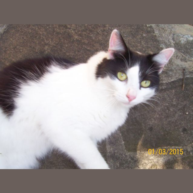 Photo of Renard