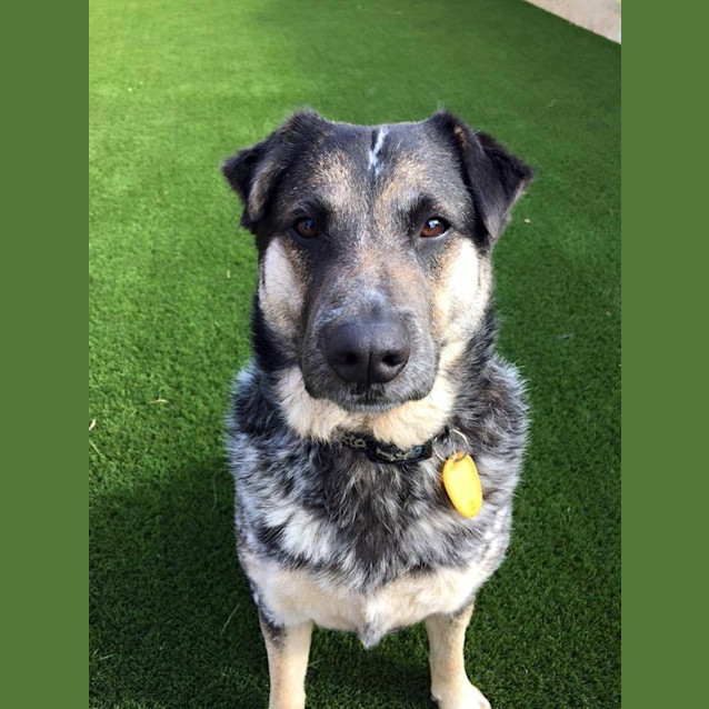 Photo of Bella Dl1099