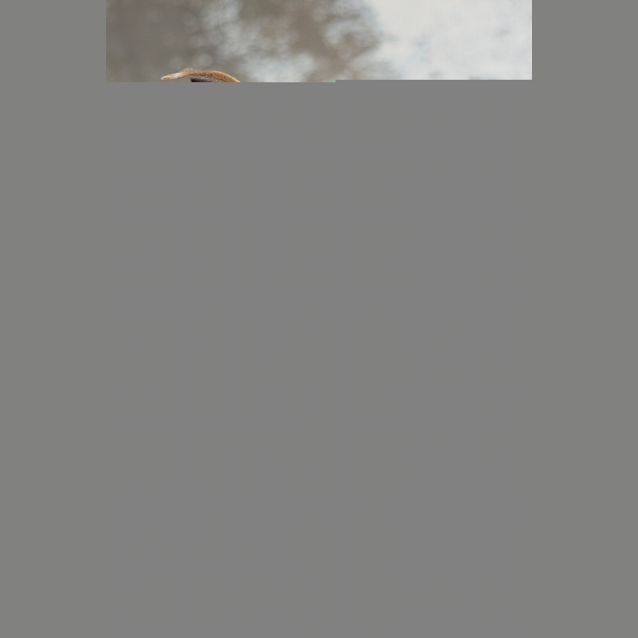 Photo of Kippa