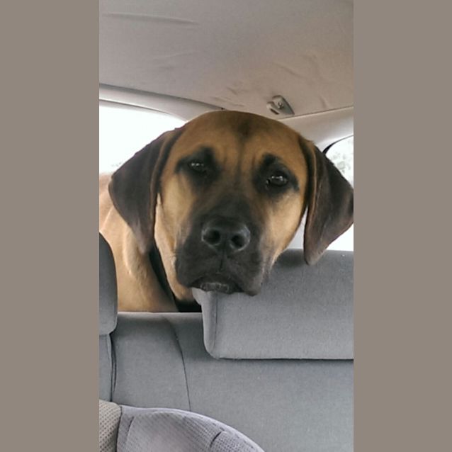 Photo of Koda