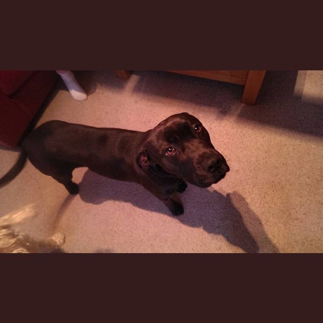 Photo of Charlie Girl