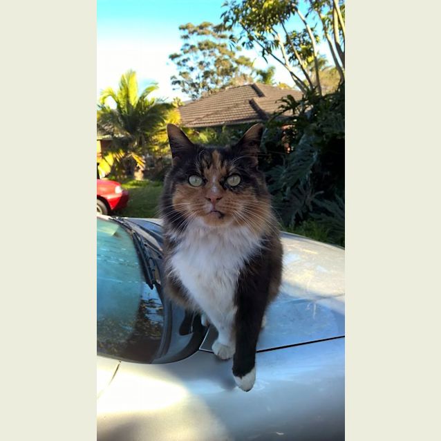 Photo of Chelsea @ The Pet House, Erina