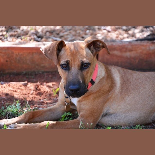 Photo of Elsie (Bed42349) *Adopted*