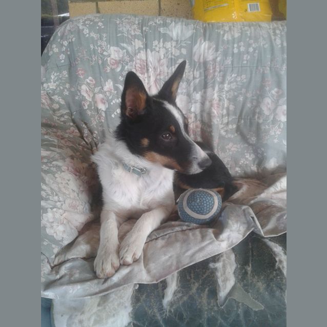 Photo of Patches