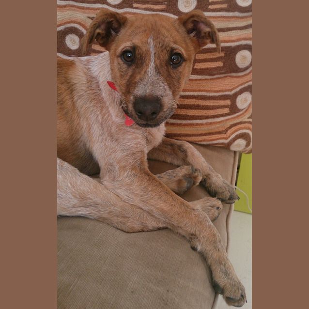 Photo of Little Rose