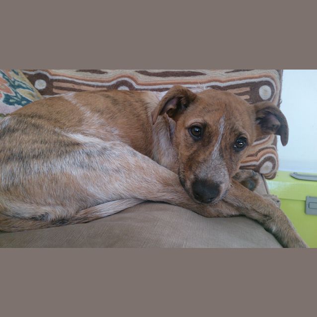 Photo of Little Rose