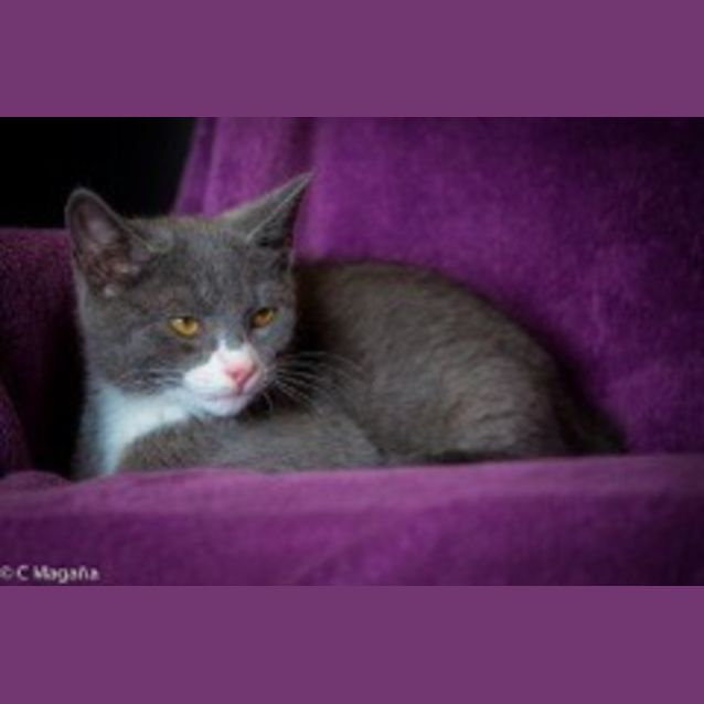 Photo of Smokey Joe Ec0109