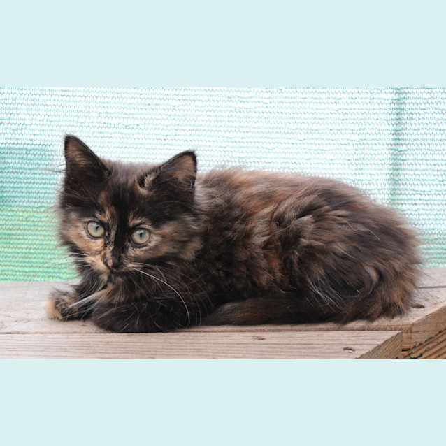 Photo of Foxxy Cleopatra ** 2nd Chance Cat Rescue**