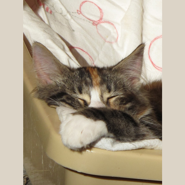 Photo of "Grace"   Purrfect Match