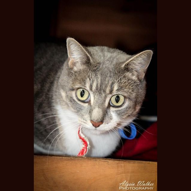 Photo of Belle *Cat Friendly*