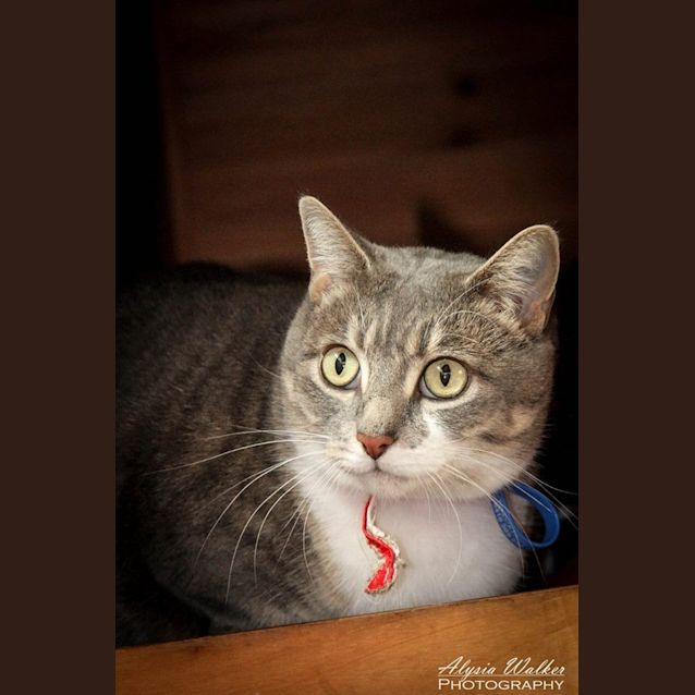 Photo of Belle *Cat Friendly*