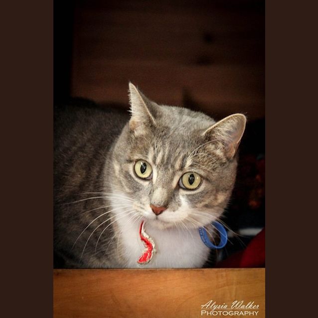 Photo of Belle *Cat Friendly*