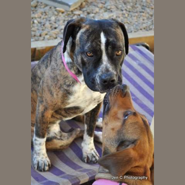 Photo of Stella ** A Quiet Gentle Girl **