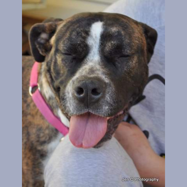 Photo of Stella ** A Quiet Gentle Girl **
