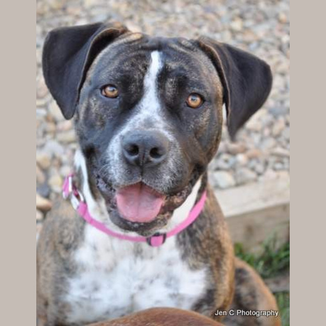 Photo of Stella ** A Quiet Gentle Girl **